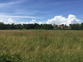 green field